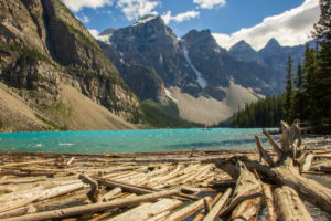 Moraine Lake with driftwood, trunks in the water, mountains, Alberta, Canadian Rocky Mountains Moraine Lake with driftwood, trunks in the water, mountains, Alberta, Canadian Rocky Mountains